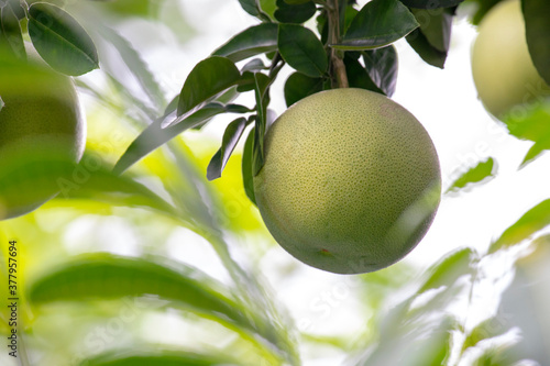 On the grapefruit tree, the grapefruit is fruity and full