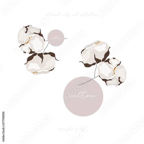  cotton bloom flower branch illustration