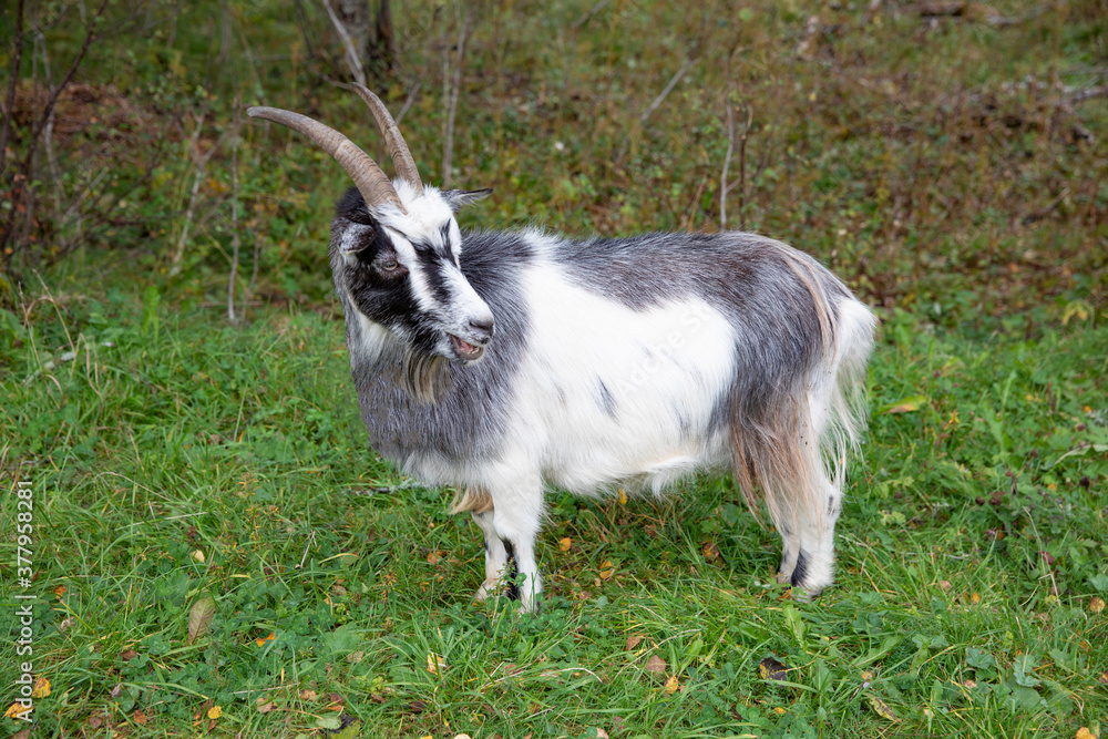 Goat on pasture on a rainy day in northern Norway
Goat on pasture on a rainy day in northern Norway
