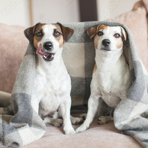 Dogs on the sofa