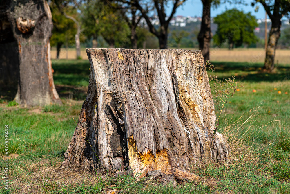 A cut and dry tree trunk growing in a grass field, nature destroyed. A cut and dry tree trunk growing in a grass field, nature destroyed.