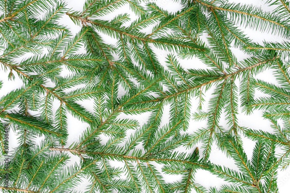 Christmas background from green spruce branches. Christmas tree branches isolated on a white background. Festive background for collages, New Year's and Christmas design. Christmas background from green spruce branches. Christmas tree branches isolated on a white background. Festive background for collages, New Year's and Christmas design.