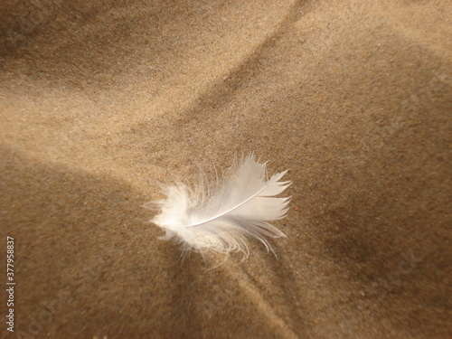 Close-up with intentional areas of focus and blurring areas, a small white feather lies in the fine-grained sand of a beach, a symbol of the lightness and flatness of life