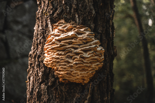 Fungus growing on a tree as a big lump
