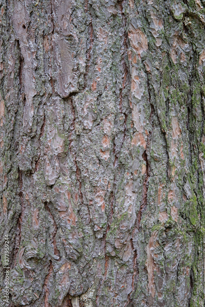 Pine bark gray close-up, texture. Moss and lichen Pine bark gray close-up, texture. Moss and lichen
