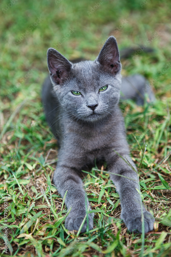 Russian blue cat. A small gray green-eyed pedigree kitten