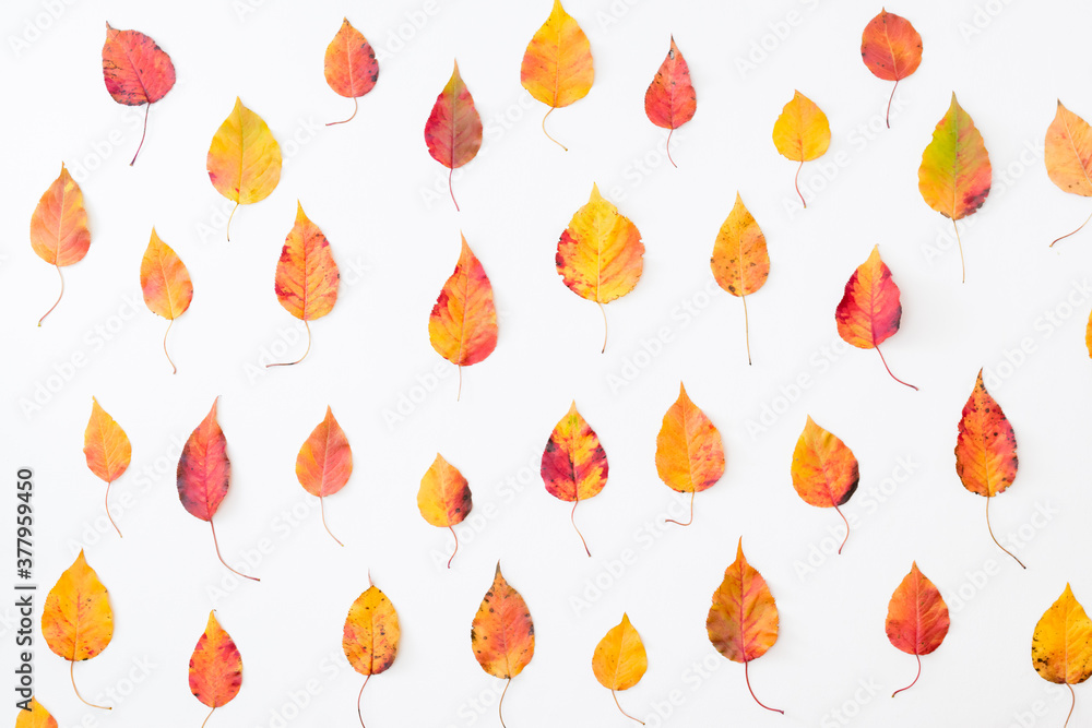 Flat lay pattern with colorful autumn leaves on a white background Flat lay pattern with colorful autumn leaves on a white background