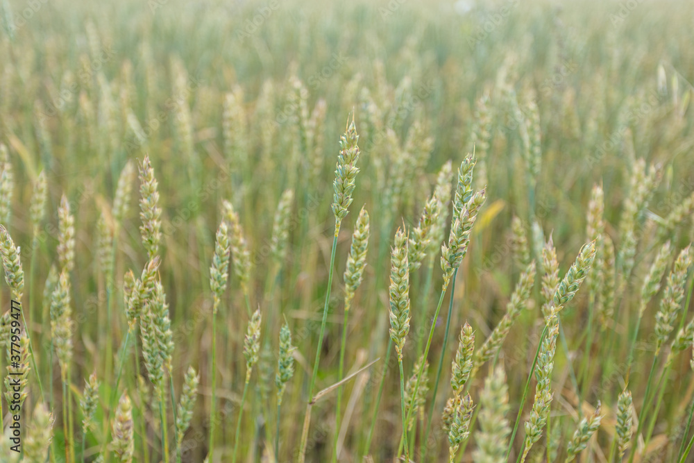 Close-up, ears of ripe cereals, rye concept summer background, august, harvest Close-up, ears of ripe cereals, rye concept summer background, august, harvest