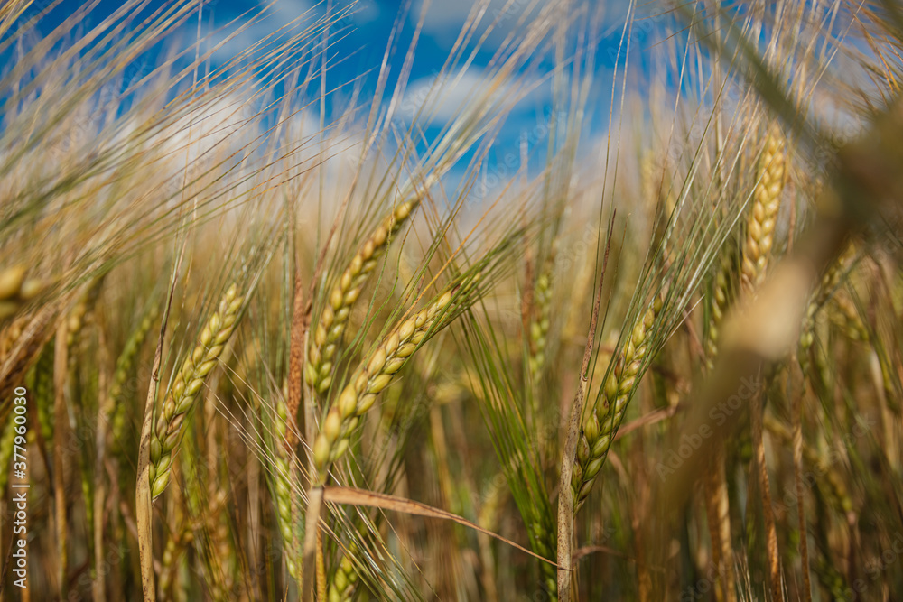 Close-up, ears of ripe cereals, wheat, concept summer background, august, harvest