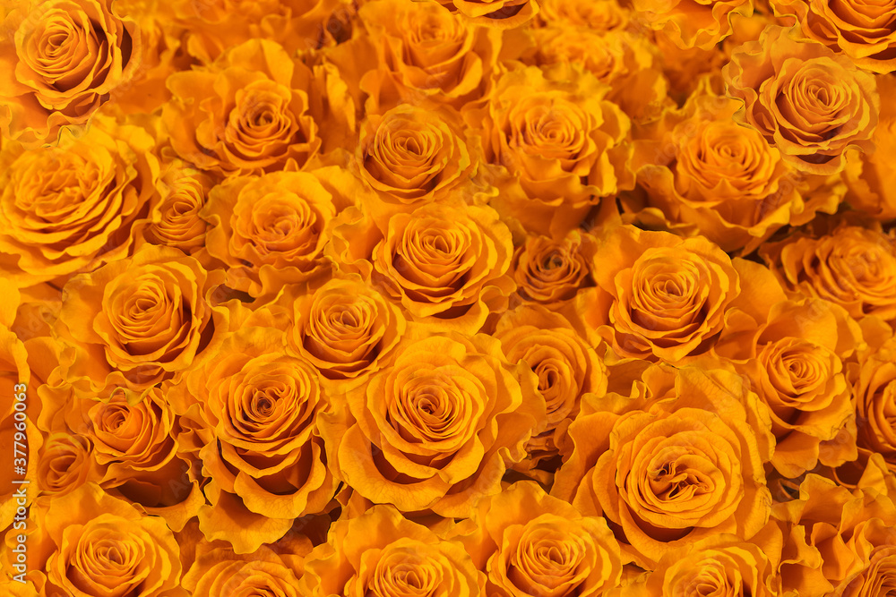 yellow roses close-up background. yellow roses close-up background.