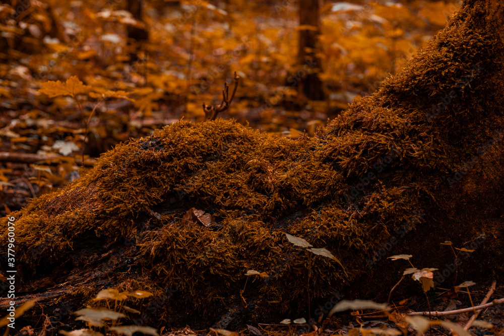 Fototapeta premium Orange autumn Forest ground with roots with much orange moss on it and little seeds. 