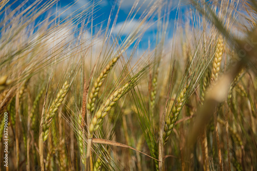 Close-up  ears of ripe cereals  wheat  concept summer background  august  harvest