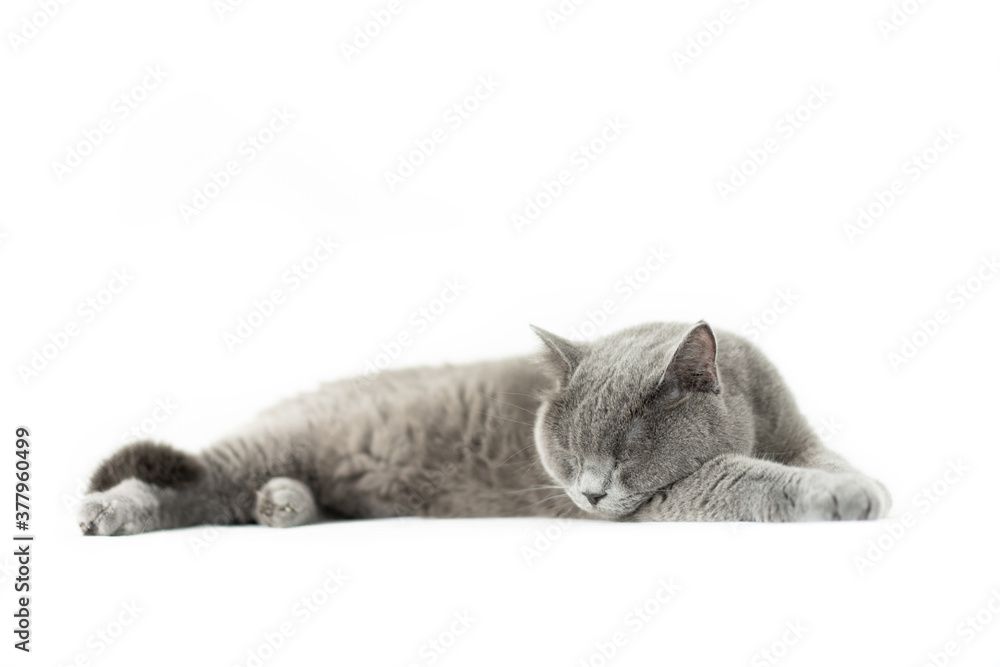 Fototapeta premium British shorthair cat on white background