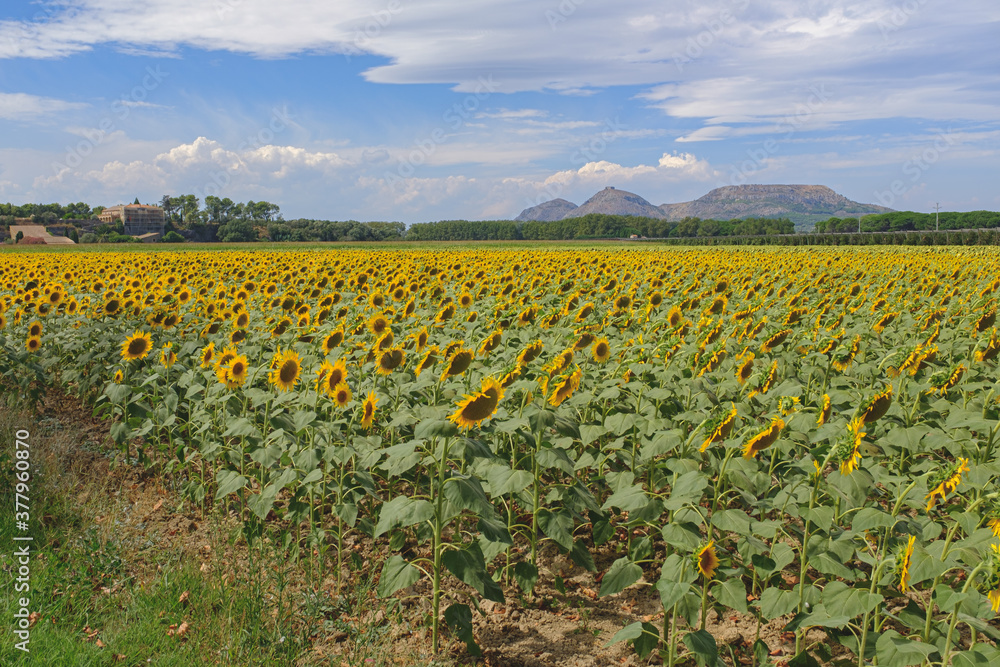 Yellow sunflowers plain field on a blue sky on a sunny day Yellow sunflowers plain field on a blue sky on a sunny day