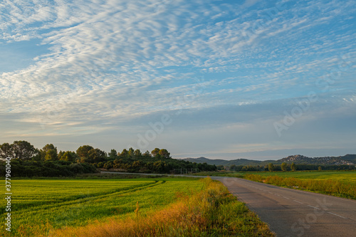 Tarmac road way on a plain green rice field agricultural landscape under a blue sunrise cloudy sky