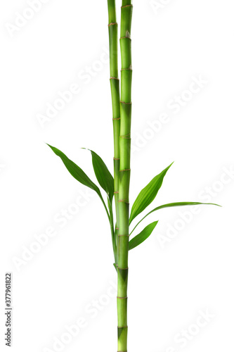 Two  branches  of  Bamboo isolated on white background.  Sander s Dracaena