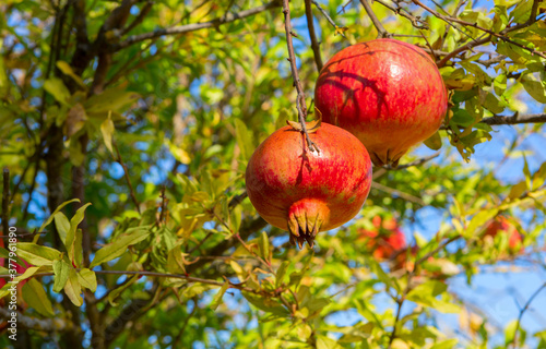  Two ripe Pomegranate fruit on the tree branch. Focus on near fruit