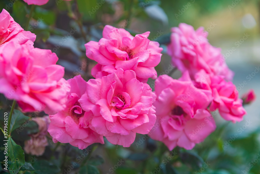 Blooming pink roses in the garden
