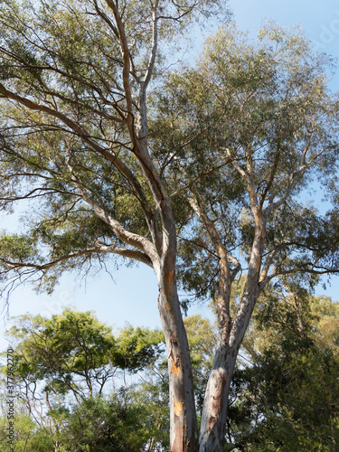 Tall Southern blue gum or eucalyptus globulus branches with lance-shaped dark green foliage, falcate and lanceolate leaves, primary source of eucalyptus oil photo
