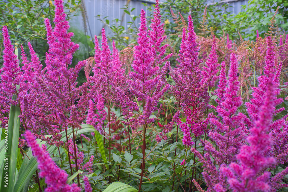 Obraz premium flowers in the garden