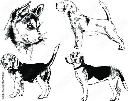 vector drawings sketches pedigree dogs and cats  drawn in ink by hand   objects with no background