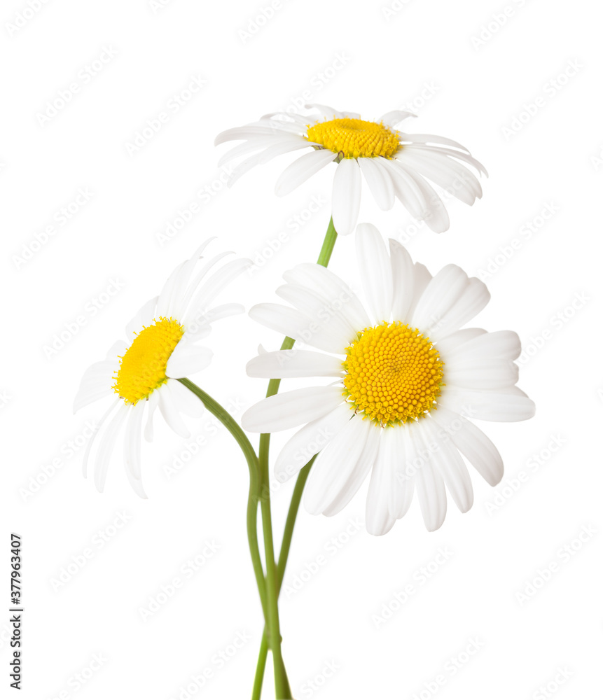 Obraz premium Three flowers of Chamomile ( Ox-Eye Daisy ) isolated on a white background.