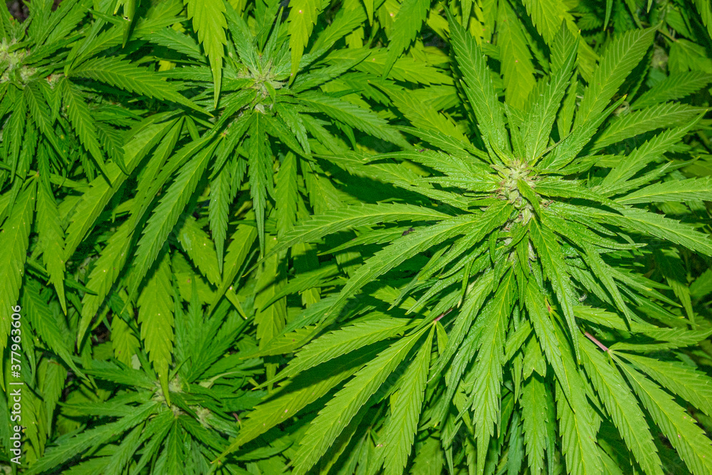 Fototapeta premium Green leaves and buds of marijuana plant in garden