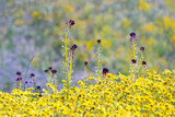 Desert Candle and Hillside Daisy blooming in Temblor Range, Carrizo Plain National Monument, CA