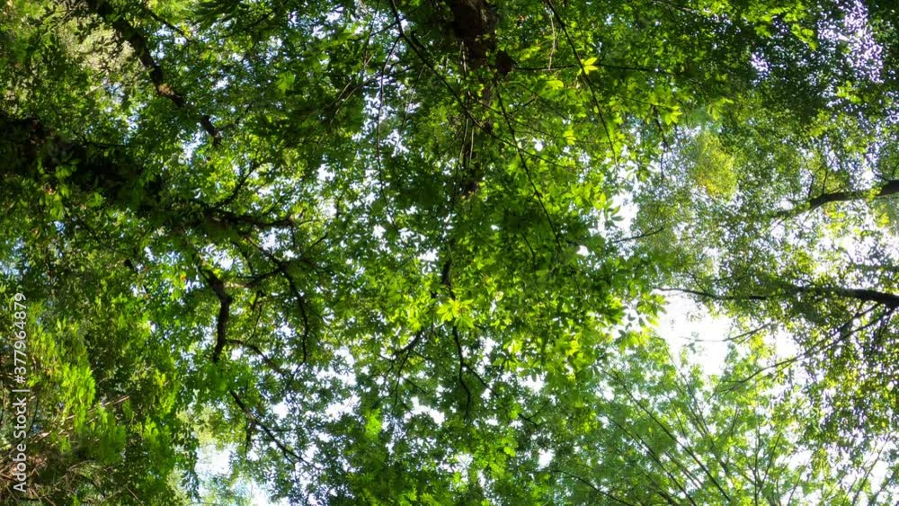 alberi alberi