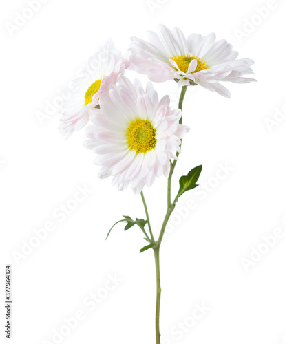 Twig with three flowers of  Chrysanthemum isolated on white background.