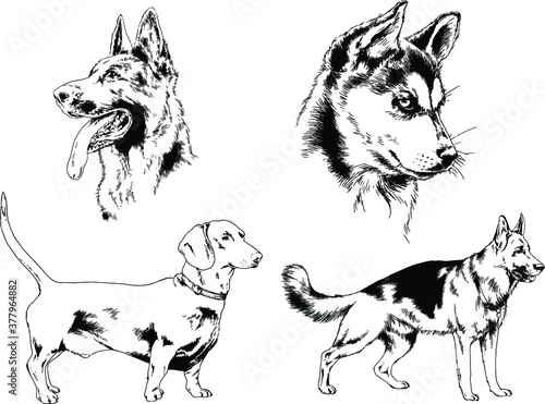 vector drawings sketches pedigree dogs and cats drawn in ink by hand , objects with no background