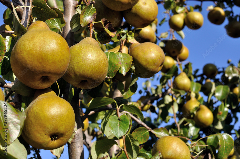 closeup of growing pears on a tree in the orchard closeup of growing pears on a tree in the orchard