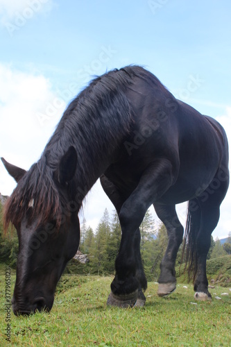 schwarzes Pferd auf einer Wiese in den Bergen