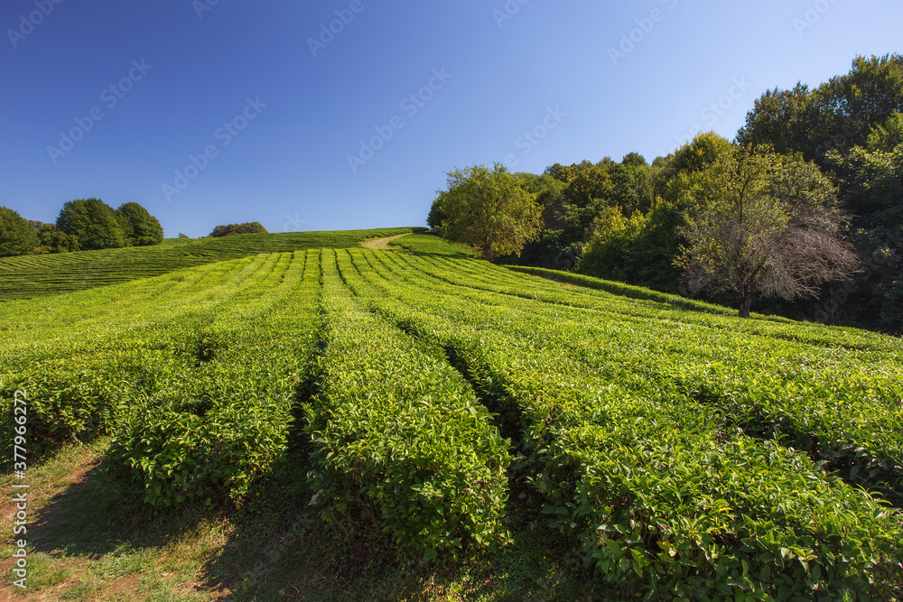 Beatiful landscape of tea plantation. View on agricultural field of Tea with beautiful geometric shapes grown in a tropical humid climate. Agrotourism ideas. Macesta, Sochi