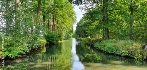 Tree in water