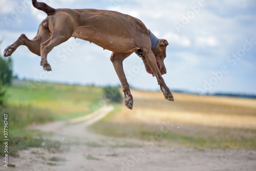 American Pit Bull Terrier plays jumping for a ball on a summer field.