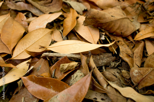 A bunch of dry leaves on the garden. Captured with shallow depth of field.