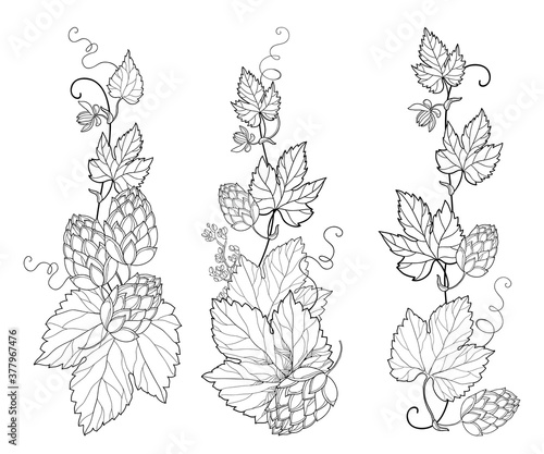 Set with vertical bunch of outline Hop with leaf  cones and flower in black isolated on white background. 