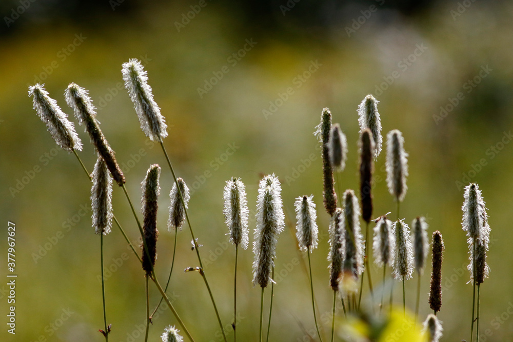 Fototapeta premium flore à l'automne