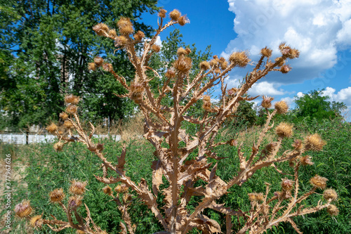 prickly dry weed of sultry summer