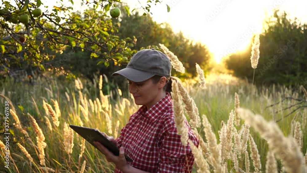 Woman farmer with digital tablet checking apples in orchard on a smart organic farm. Woman farmer with digital tablet checking apples in orchard on a smart organic farm.