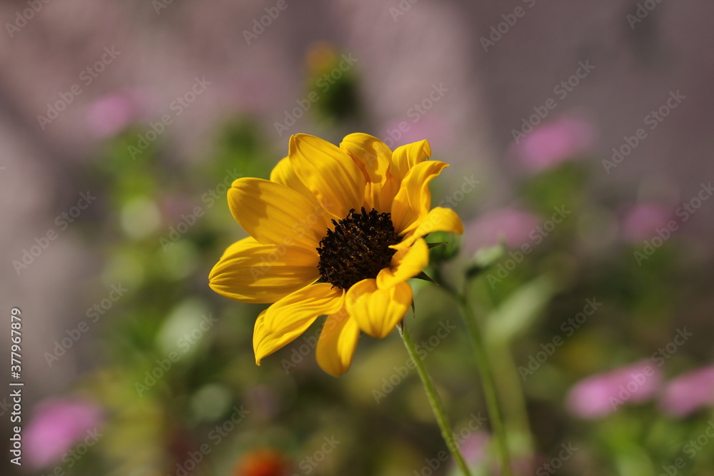 Obraz premium Sunflower