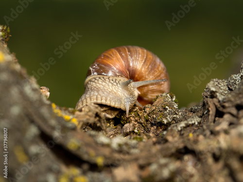 Grape snail early morning