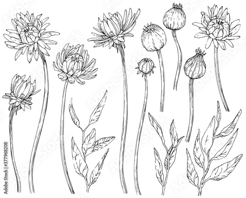 Collection of hand drawn flowers and brunchs. Black and white