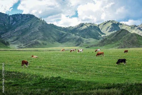 Cows graze on ecological meadows against the backdrop of a mountain landscape and sky with clouds