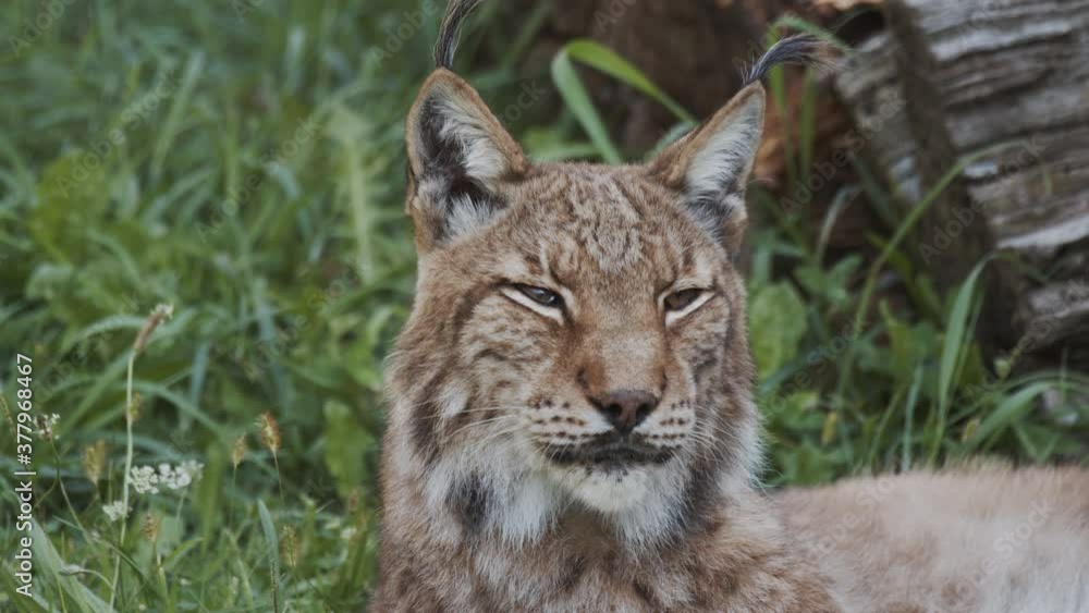 Lince boreal tendido en el suelo Lince boreal tendido en el suelo