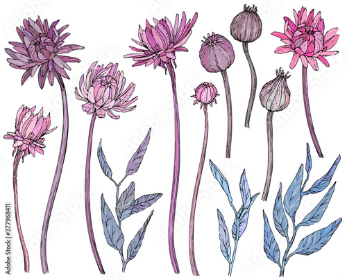 Collection of hand drawn flowers and brunchs.