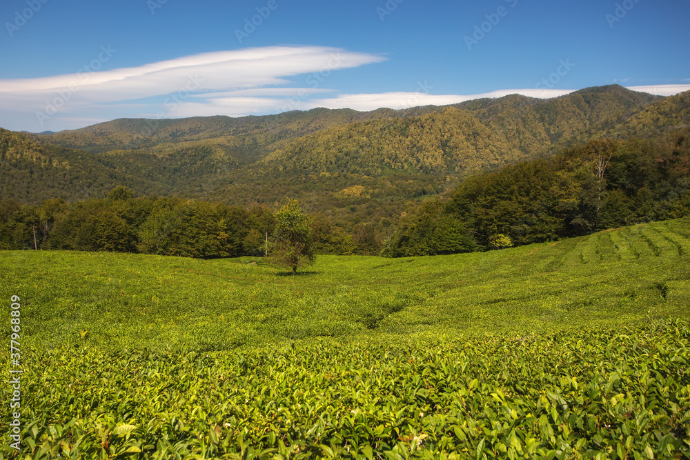 Beatiful landscape of tea plantation. View on agricultural field of Tea with beautiful geometric shapes and mountains, grown in a tropical humid climate. Agrotourism ideas. Macesta, Sochi