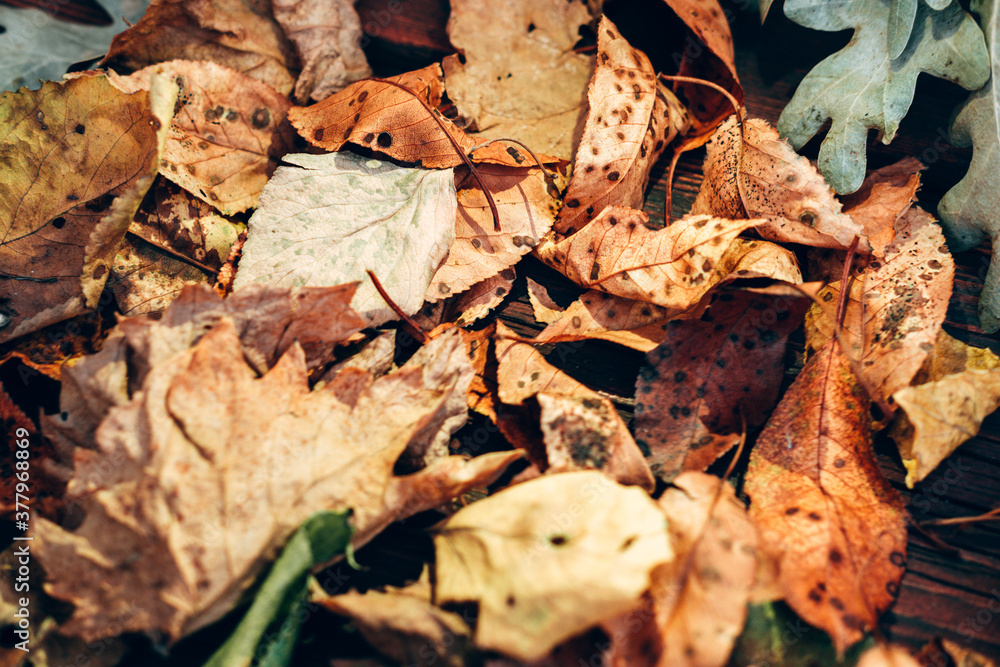Lots of autumn leaves close-up, desktop background. Yellow, green, orange, and brown leaves from trees. Lots of autumn leaves close-up, desktop background. Yellow, green, orange, and brown leaves from trees.