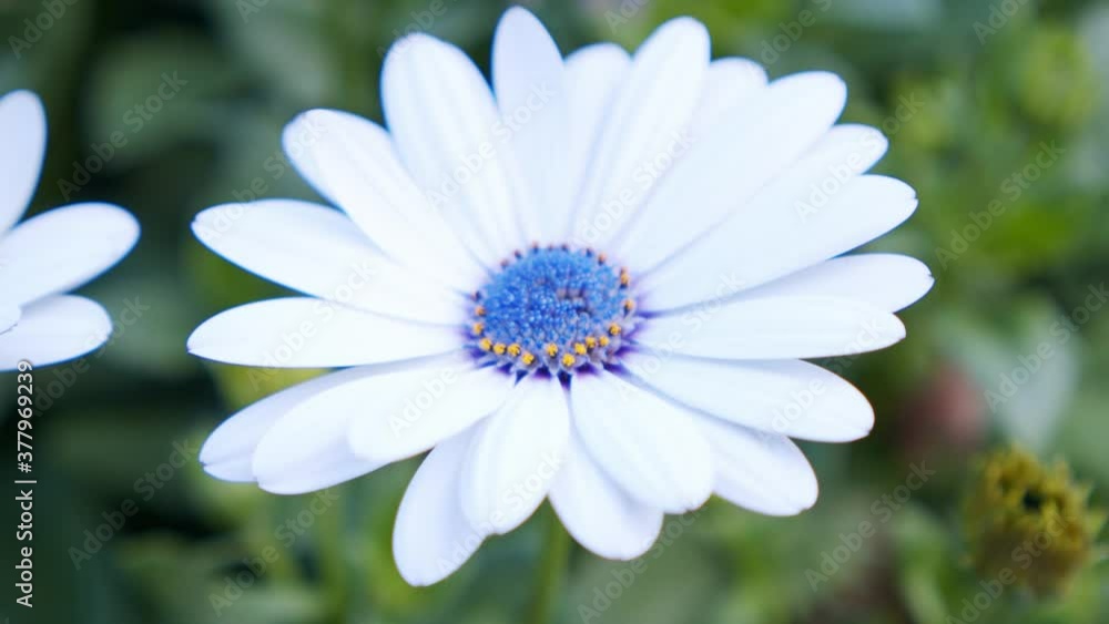 close up shot of colorful daisy flower in botanical garden, paston color daisy close up shot of colorful daisy flower in botanical garden, paston color daisy